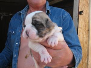 OLDEENGLISHBULLDOGGEPUPS